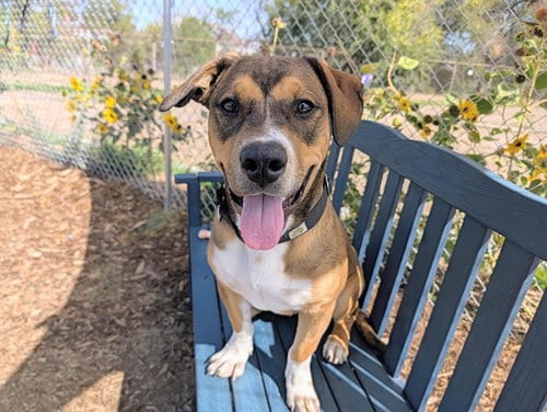 Photo of Cubadult, adoptable Labrador Retriever in Denver, Colorado