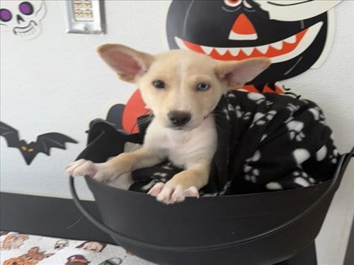 Photo of Purin, adoptable Siberian Husky in San Pedro, California