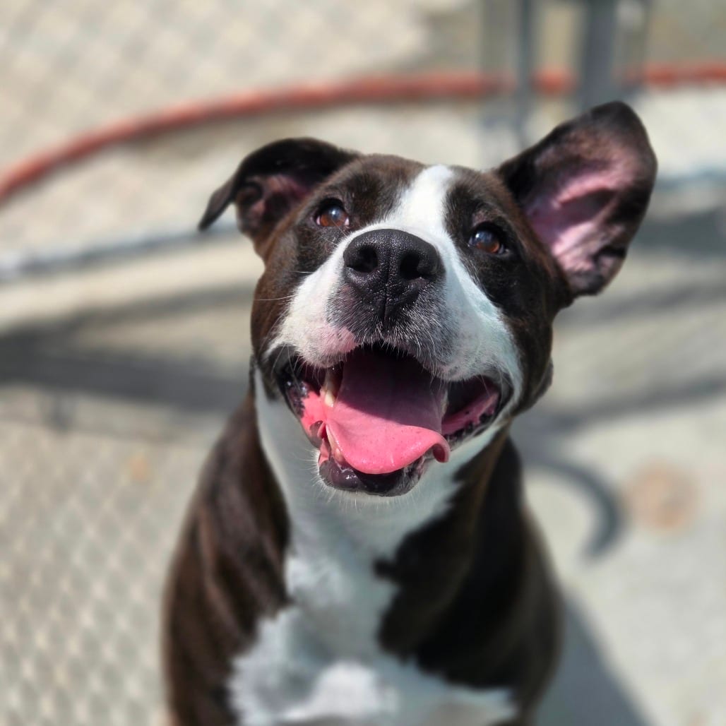 Photo of Mr. Claus, adoptable Mixed Breed (Medium) in Winfield, West Virginia