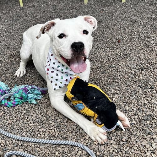 Photo of Tula, adoptable American Pit Bull Terrier in Mesa, Arizona