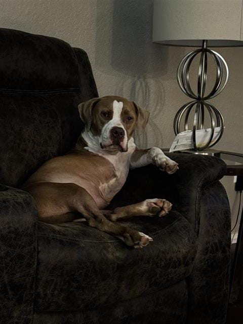 Photo of Jax, adoptable American Staffordshire Terrier in San Antonio, Texas