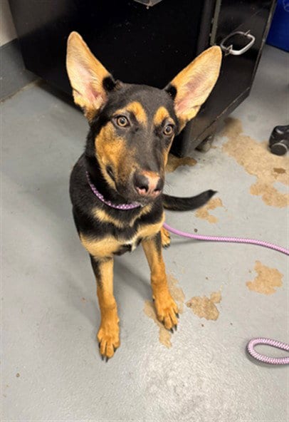 Photo of Sabrina, adoptable German Shepherd Dog in Peoria, Illinois