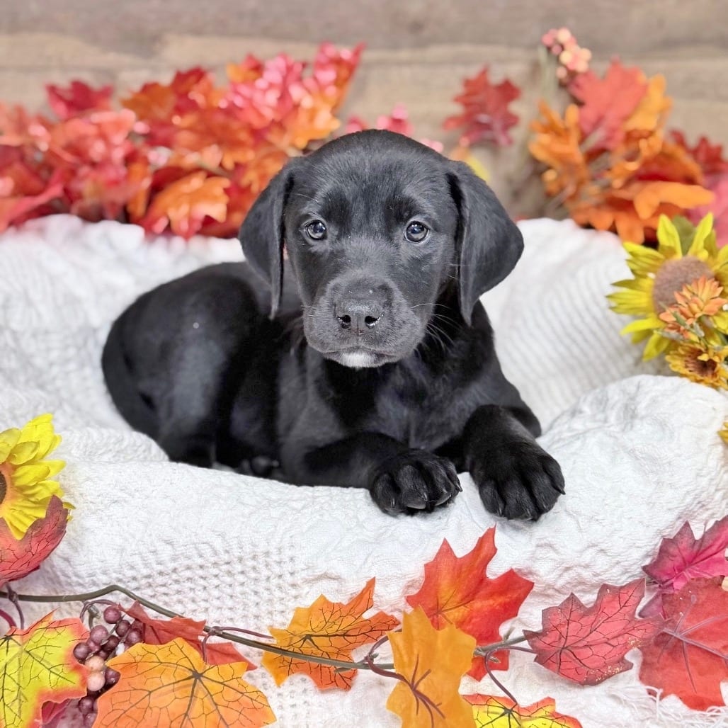 Photo of Emma, adoptable Mixed Breed (Medium) in Medford, Oregon