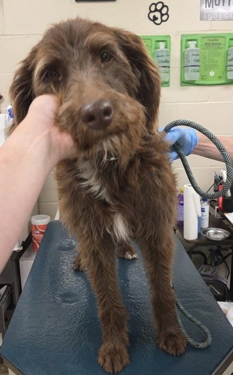 Photo of Mixon, adoptable Wire-haired Pointing Griffon in Mobile, Alabama