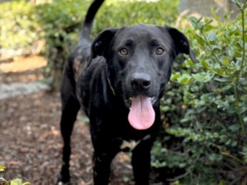 Photo of Solomon, adoptable Labrador Retriever in San Pedro, California