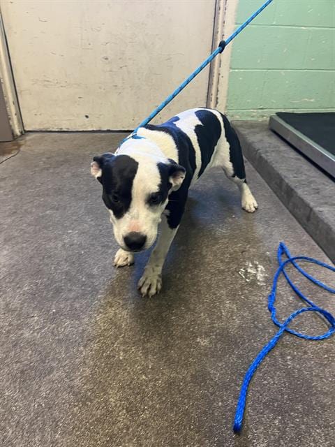 Photo of A743458, adoptable Pit Bull Terrier in Sacramento, California