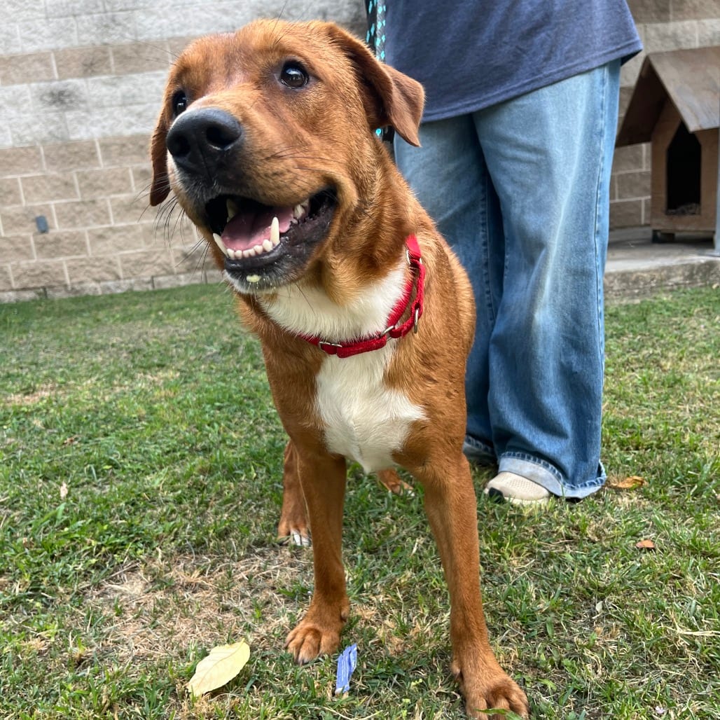 Photo of Simba, adoptable Shepherd, German / Mix in Houston, Texas