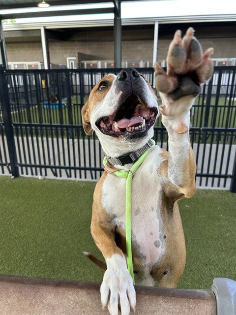 Photo of Valentine, adoptable American Staffordshire Terrier in Waco, Texas