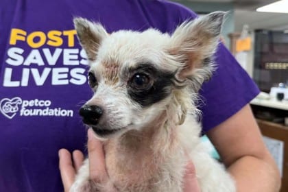 Photo of Spot Matrix, adoptable dog