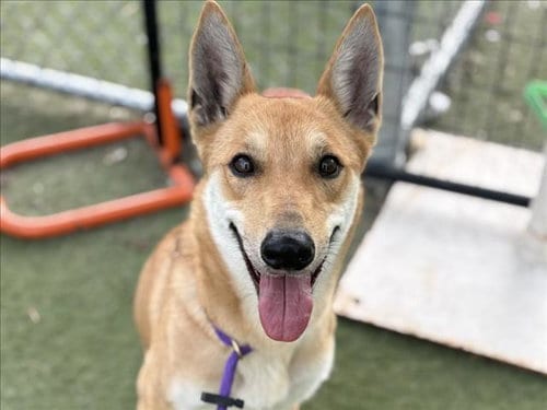 Photo of Zoe, adoptable German Shepherd Dog in Los Angeles, California