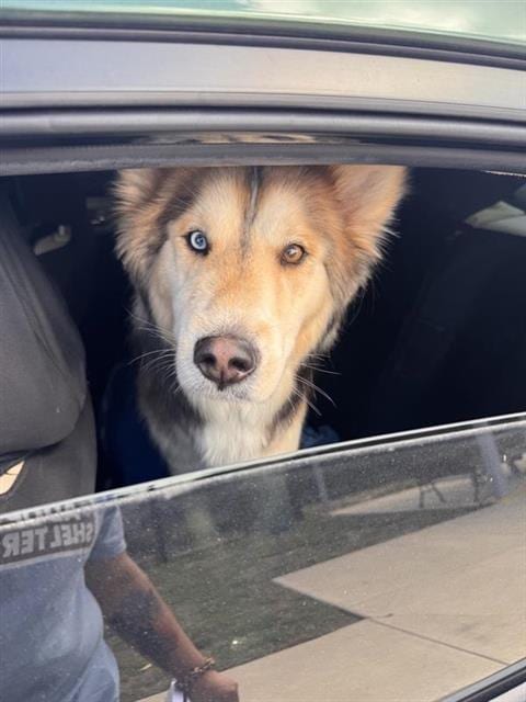 Photo of Son, adoptable Siberian Husky in San Antonio, Texas