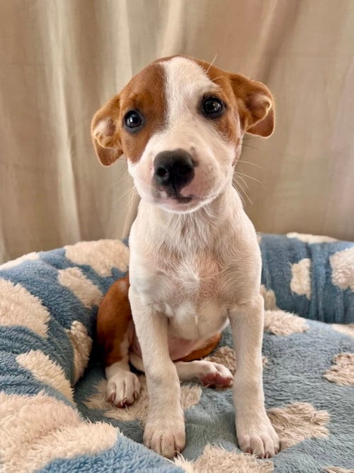 Photo of Sunny, adoptable Terrier in Dana Point, California