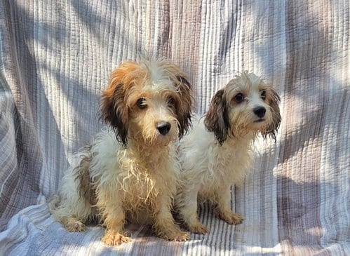 Photo of CAVACHON 1 male,1, adoptable Cavalier King Charles Spaniel in Woodsfield, Ohio
