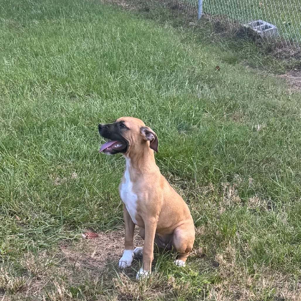 Photo of Nutmeg, adoptable Boxer / Mix in Hinesville, Georgia