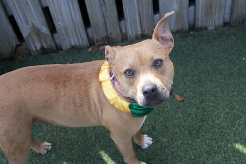 Photo of Winky, adoptable Unknown breed in Mobile, Alabama