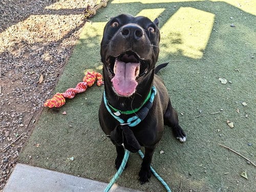 Photo of Jade, adoptable American Pit Bull Terrier in Phoenix, Arizona
