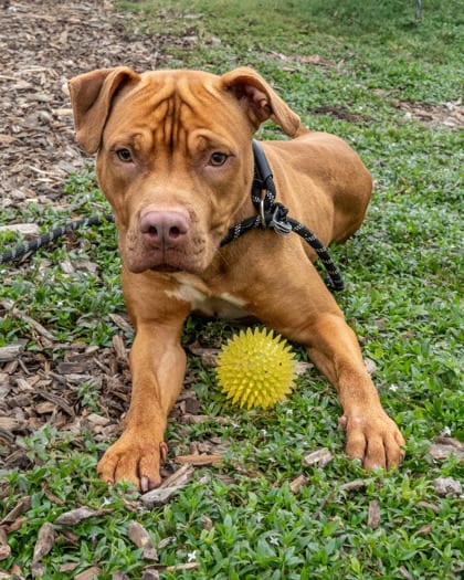 Photo of Kai, adoptable dog in Chamblee, Georgia