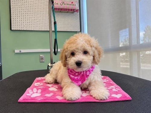 Photo of Mirabel, adoptable Poodle (Miniature) in Orange, California