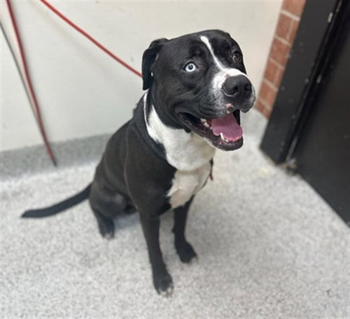 Photo of Mr Fresh, adoptable Pit Bull Terrier in Los Angeles, California