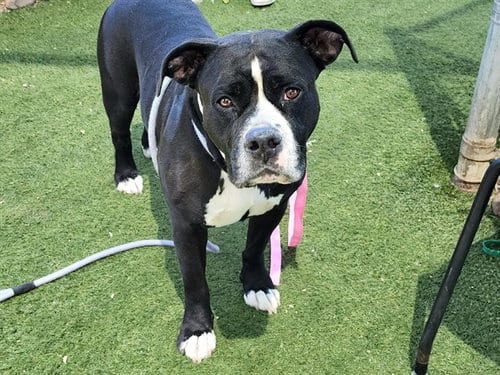 Photo of Castle, adoptable American Pit Bull Terrier in Phoenix, Arizona