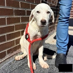 Photo of Romeo, adoptable Great Pyrenees Labrador Retriever in Frederick, Maryland