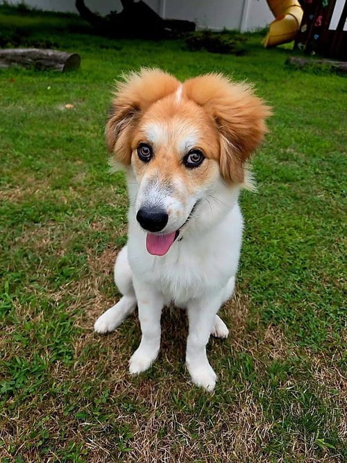 Photo of Rolo, adoptable Unknown breed in Holbrook, New York