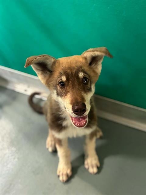 Photo of Dash, adoptable German Shepherd Dog in Visalia, California