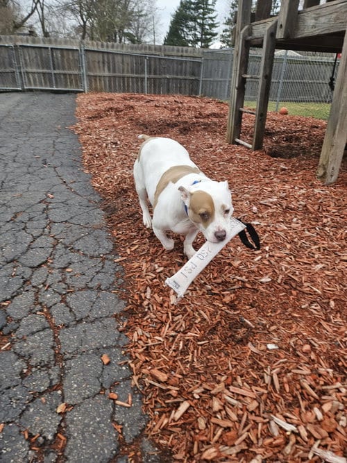 Photo of Roxy, adoptable American Staffordshire Terrier in Belleville, Michigan