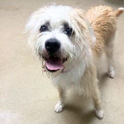 Photo of Lucille, adoptable Wheaten Terrier in Aurora, Colorado