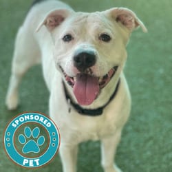 Photo of Laverne, adoptable American Bulldog in Lakeland, Florida