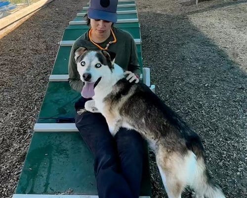 Photo of Logan, adoptable Husky in Albuquerque, New Mexico