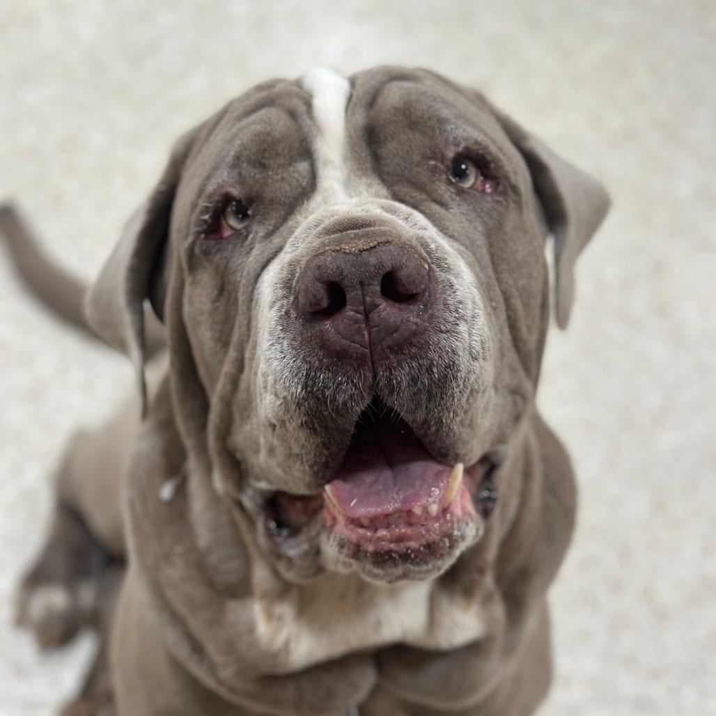 Photo of Doc Jiggles, adoptable Mastiff, Neapolitan / Mix in Kanab, Utah