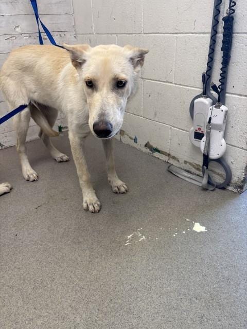 Photo of Lena, adoptable Siberian Husky in San Bernardino, California