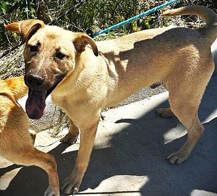 Photo of The Golden Boys - Frisco & Gillian, adoptable German Shepherd Dog in Fallbrook, California