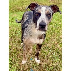 Photo of Mistletoes, adoptable Catahoula Leopard Dog in Port St. Joe, Florida