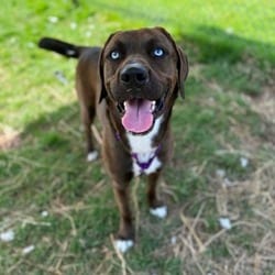 Photo of Java, adoptable Husky in Syracuse, New York