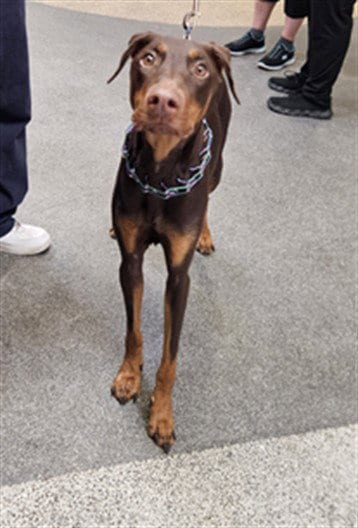 Photo of Brenda, adoptable Doberman Pinscher in Los Angeles, California