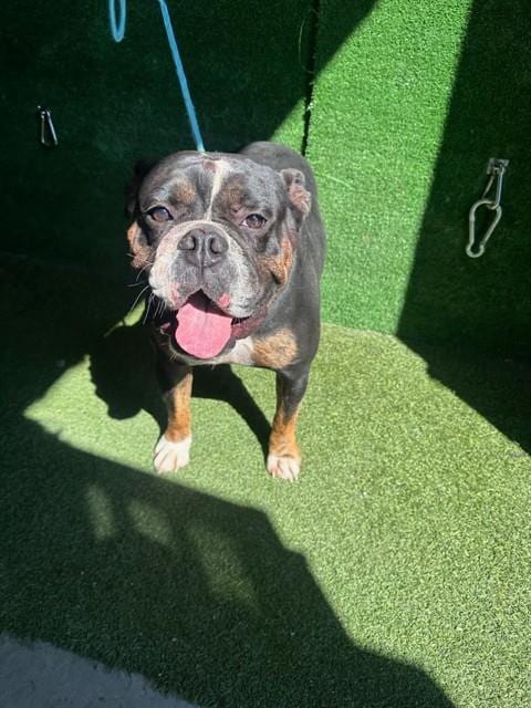Photo of Jagger, adoptable English Bulldog in Lancaster, California