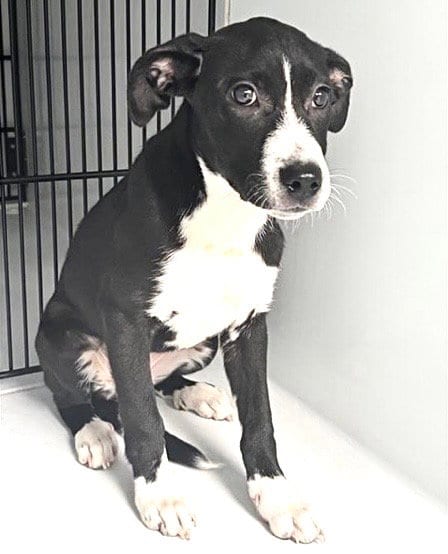 Photo of A658821, adoptable Labrador Retriever in Houston, Texas