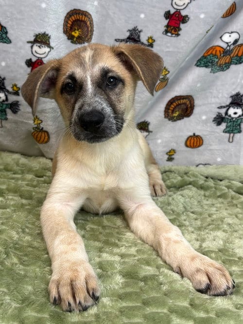 Photo of Latte, adoptable Border Collie in Wetumpka, Alabama