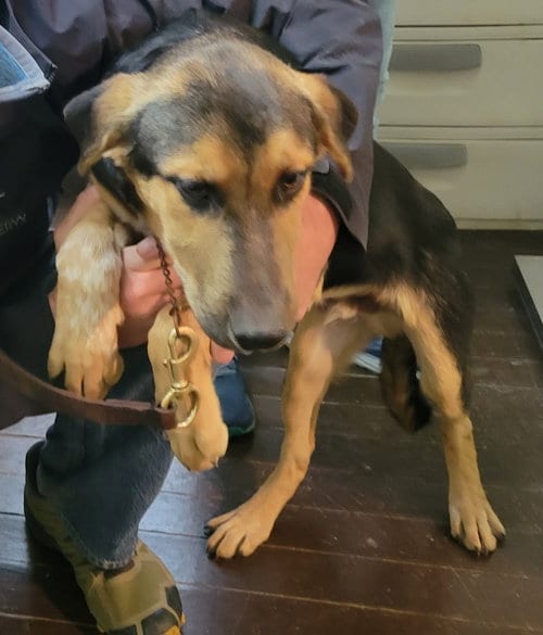 Photo of Harry Brown, adoptable German Shepherd Dog in Harrison, Arkansas