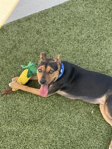 Photo of Honey, adoptable Terrier in San Martin, California