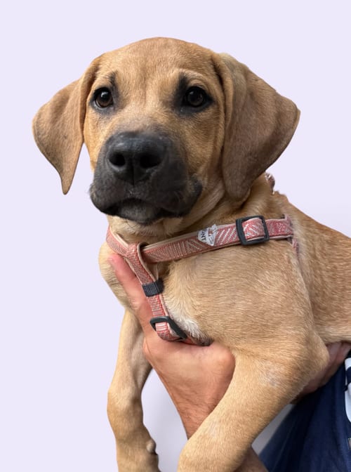 Photo of Audrey, adoptable Hound in Rockville, Maryland