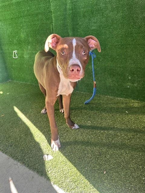 Photo of Coco, adoptable Boxer in Lancaster, California