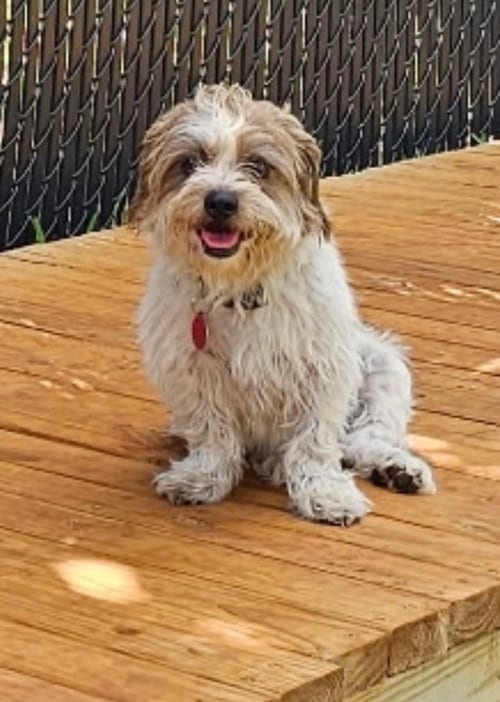Photo of George Lonestar, adoptable Norfolk Terrier in Rockaway, New Jersey