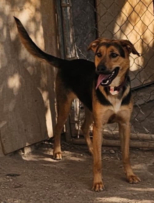 Photo of Charlee, adoptable German Shepherd Dog in MIDWAY, Utah