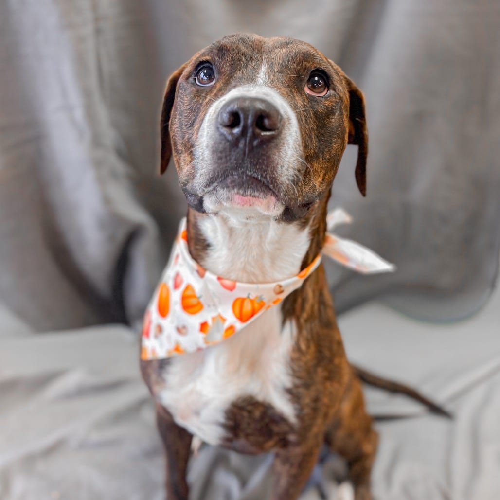 Photo of Snickers, adoptable Mixed Breed (Medium) / Mixed Breed (Medium) in Ohio, Ohio