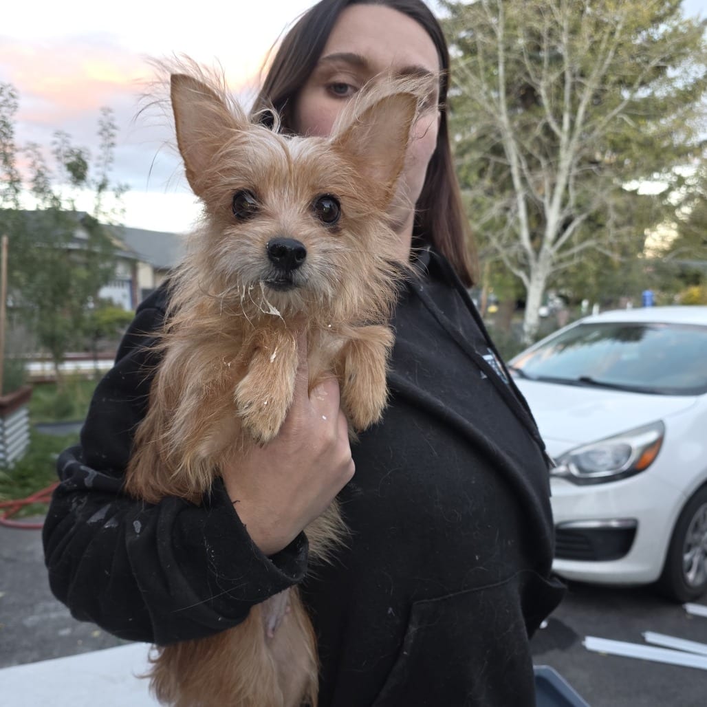 Photo of Bella, adoptable Mixed Breed (Small) in Bend, Oregon