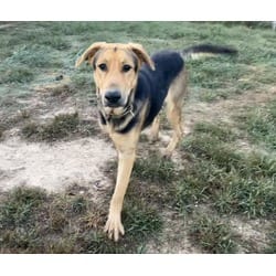 Photo of Sasquatch, adoptable German Shepherd Dog Great Dane in Melbourne, Arkansas