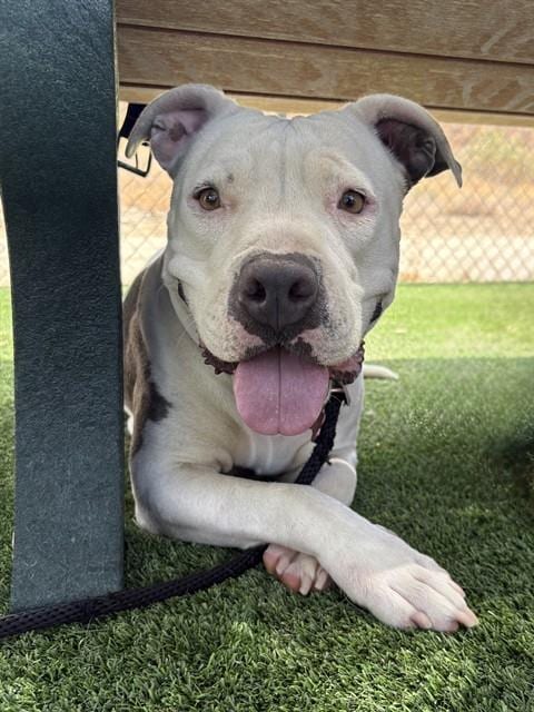 Photo of Puppy, adoptable American Staffordshire Terrier in Castaic, California